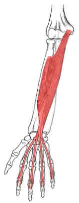 <p>Flexor Digitorum Superficialis</p>
