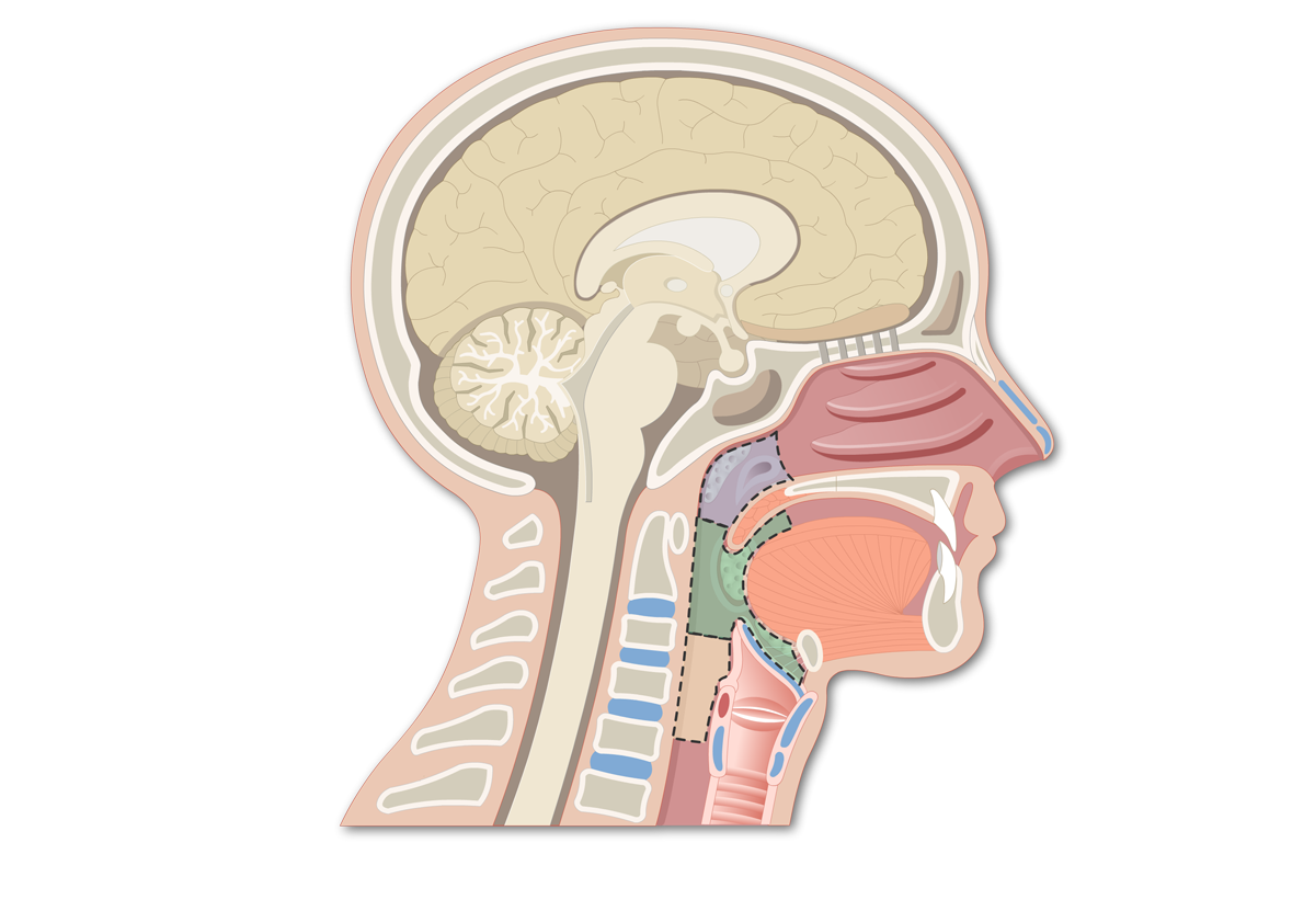 <p>What is the area that directly posterior to the mouth and nose, made up of the oropharynx and the nasopharynx?</p>
