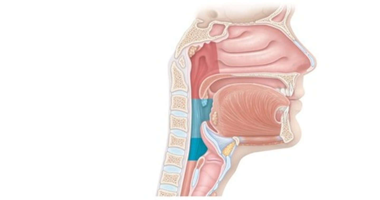 <p>Connects nasal cavity to pharynx.</p>