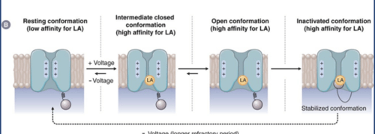 <p>-LAs don't bind resting conformation (low affinity)</p><p>-LAs may bind intermediate closed conformation and open conformation</p><p>-LAs have highest affinity at the inactivated/closed can't be opened conformation</p><p>-Blocking the channel (gives slight effect)</p><p>-Stabilizes the channel in its inactivated form</p>