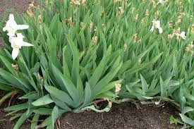 <p><span>Herbaceous perennial with sword-like green leaves and large, showy flowers in various colors. Used ornamentally.</span></p>