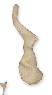 <p>think boomerang </p>