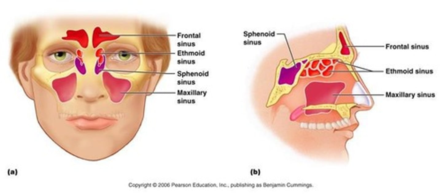 <p>Frontal sinus, Sphenoid sinus, Ethmoid sinus, Maxillary sinus</p>