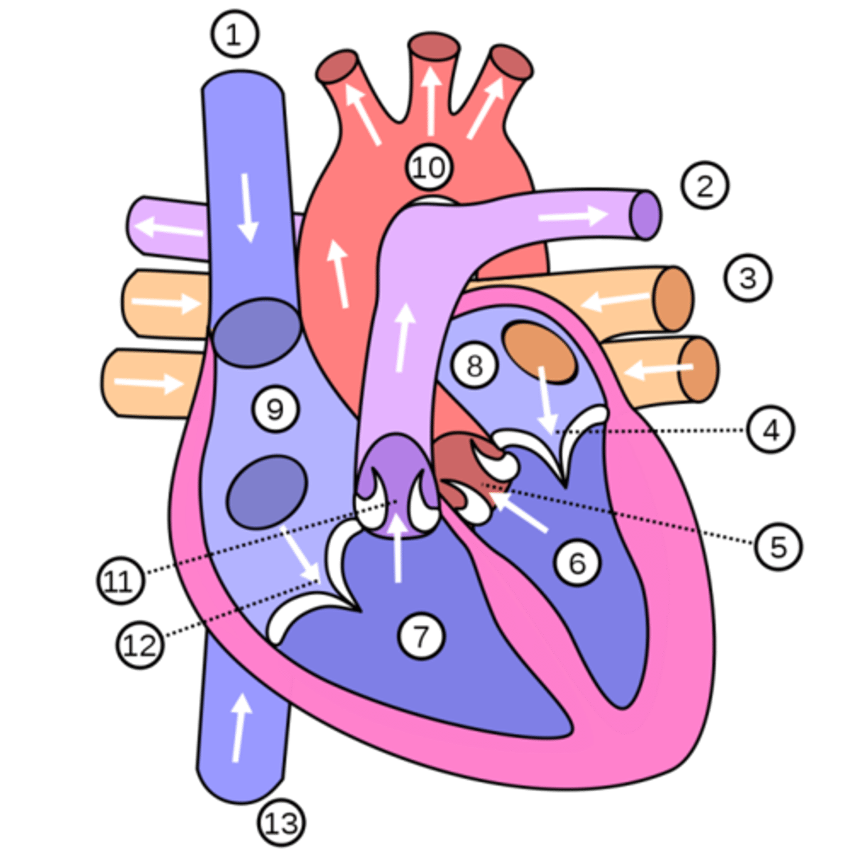 <p>7</p>