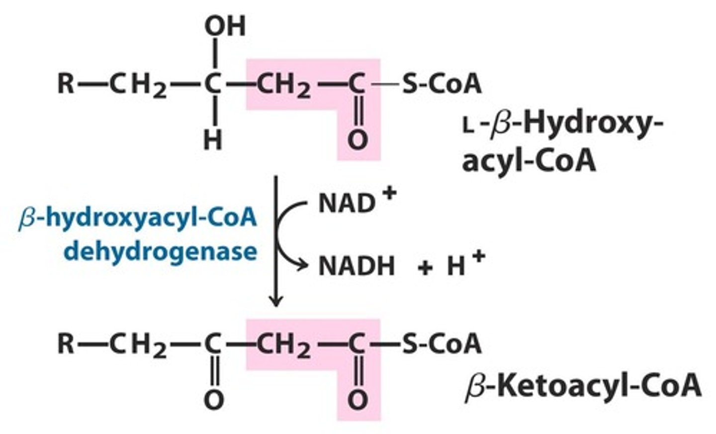 <p>oxidation turning the hydroxy group on the beta carbon into a ketone turning B-hydroxy acyl CoA into B-ketoacyl-CoA</p>