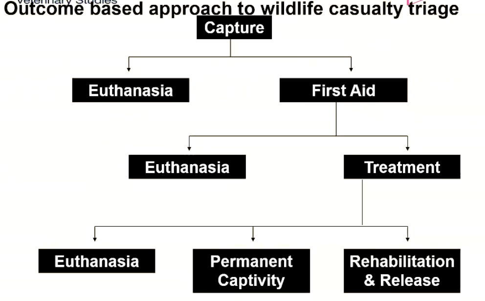 <ul><li><p>Always considering euthanasia - based on whether it is the right thing to release that animal, can it cope based on its injuries, or do costs to rehabilitate the animal outweigh the result</p></li></ul><p></p>