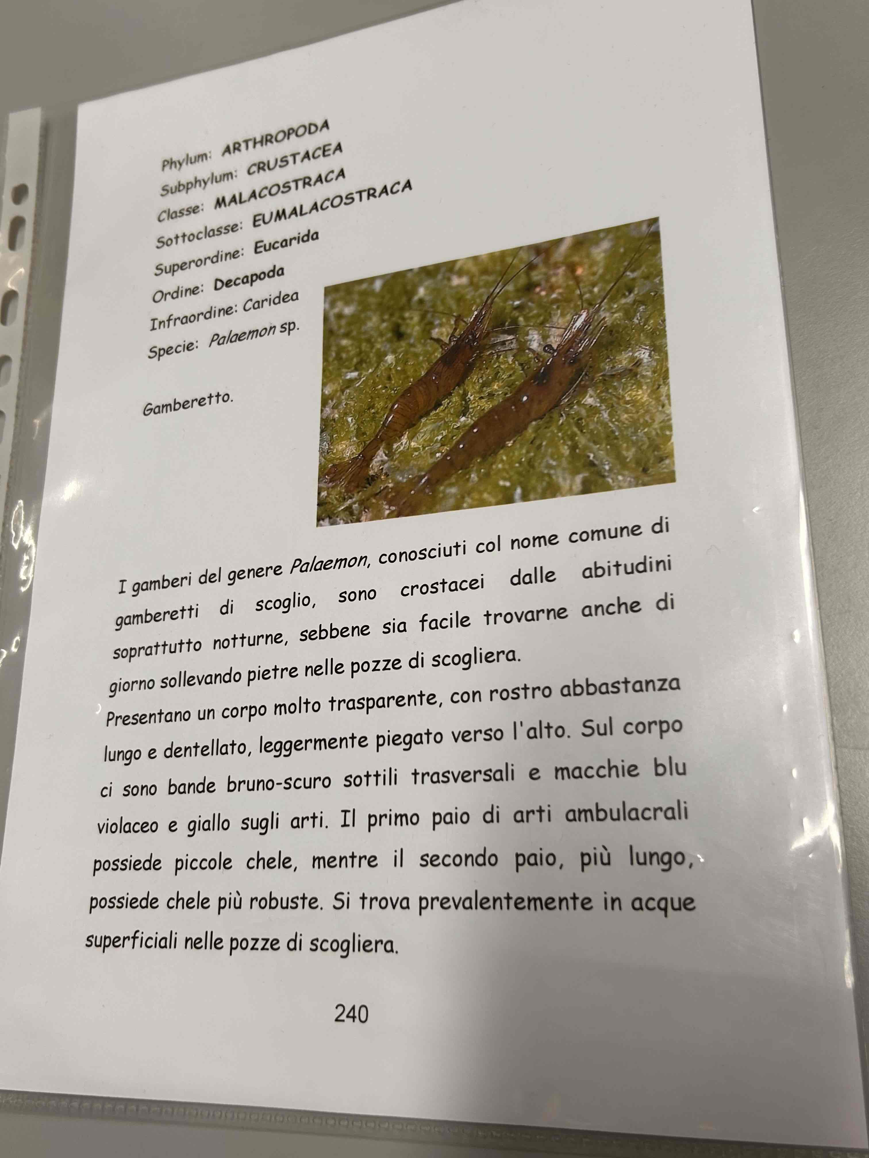 <p>Crostacei</p><p>Malacostraca</p><p>Eumalacostraca</p><p>Decapoda</p><p>Caridea</p><p>Palaemon sp</p>