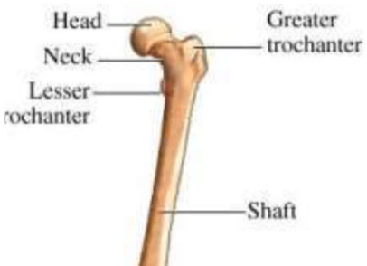 <p>very large projection found ONLY on the femur</p>
