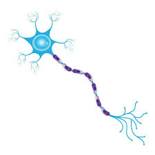 <p>Neuron with multiple neurites extending from the soma</p>