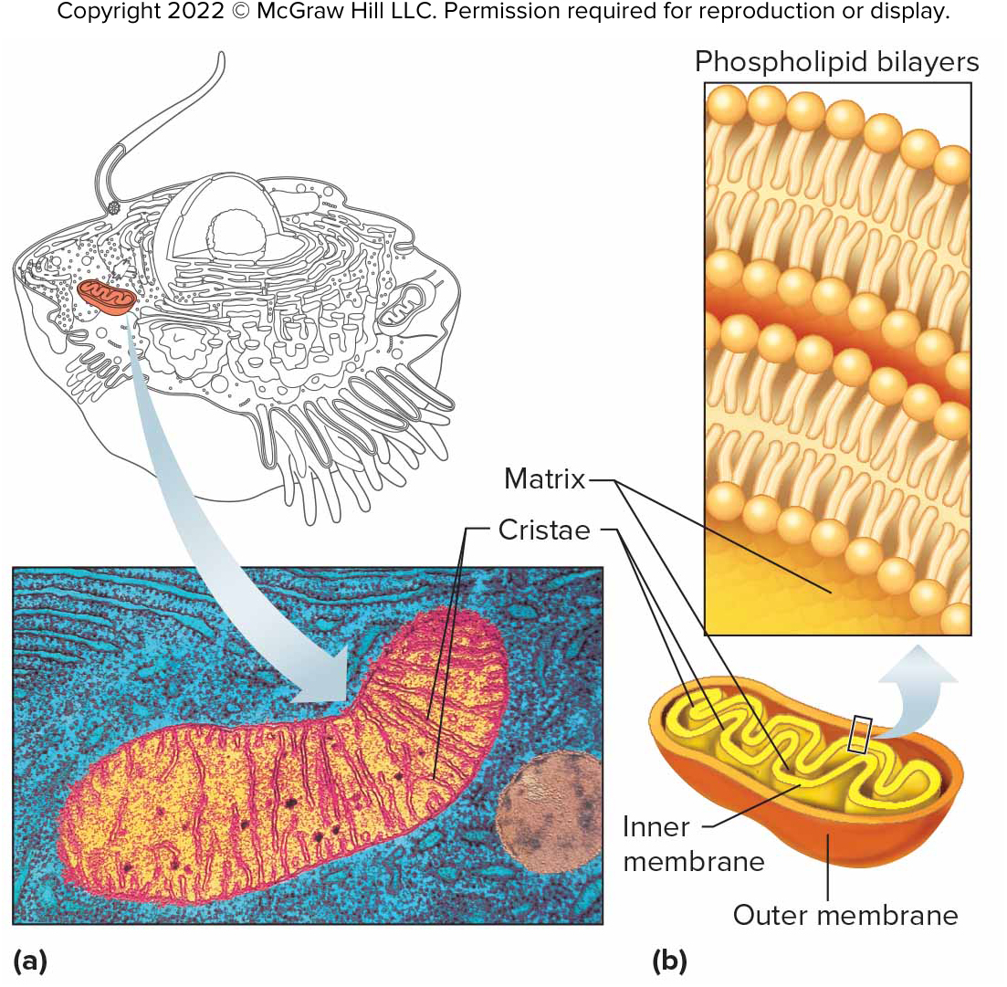 <p>Mitochondria</p>