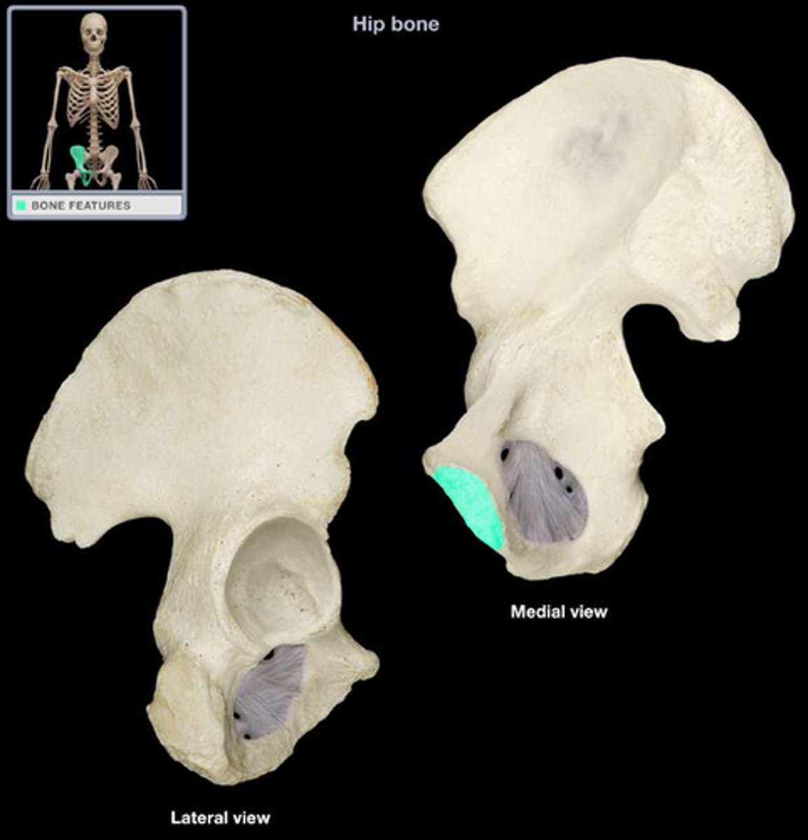 <p>the point where two bones come together</p>