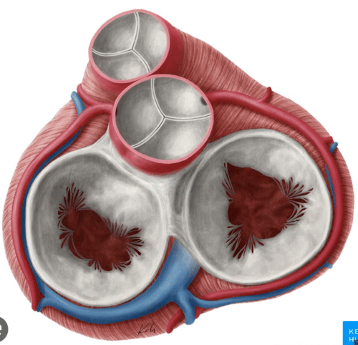 <p>Connective tissue</p>