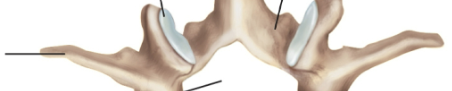 <p>Transverse process</p>