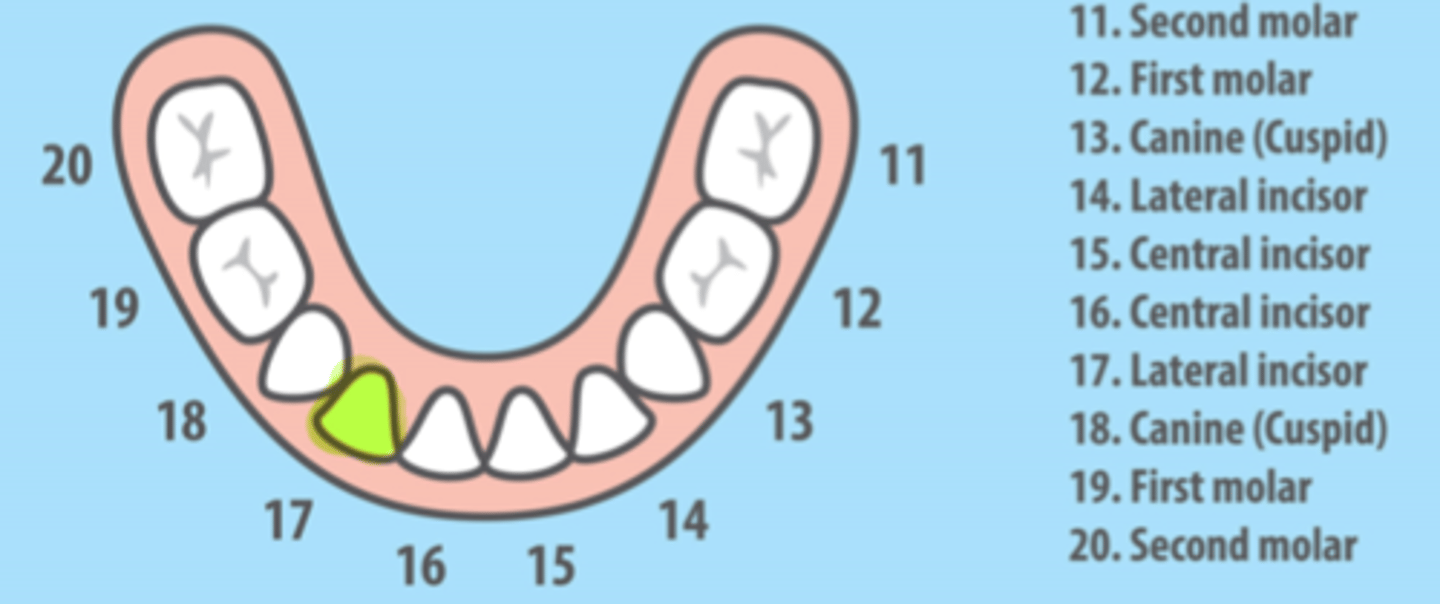 <p>Mandibular Right Primary Lateral Incisor</p>