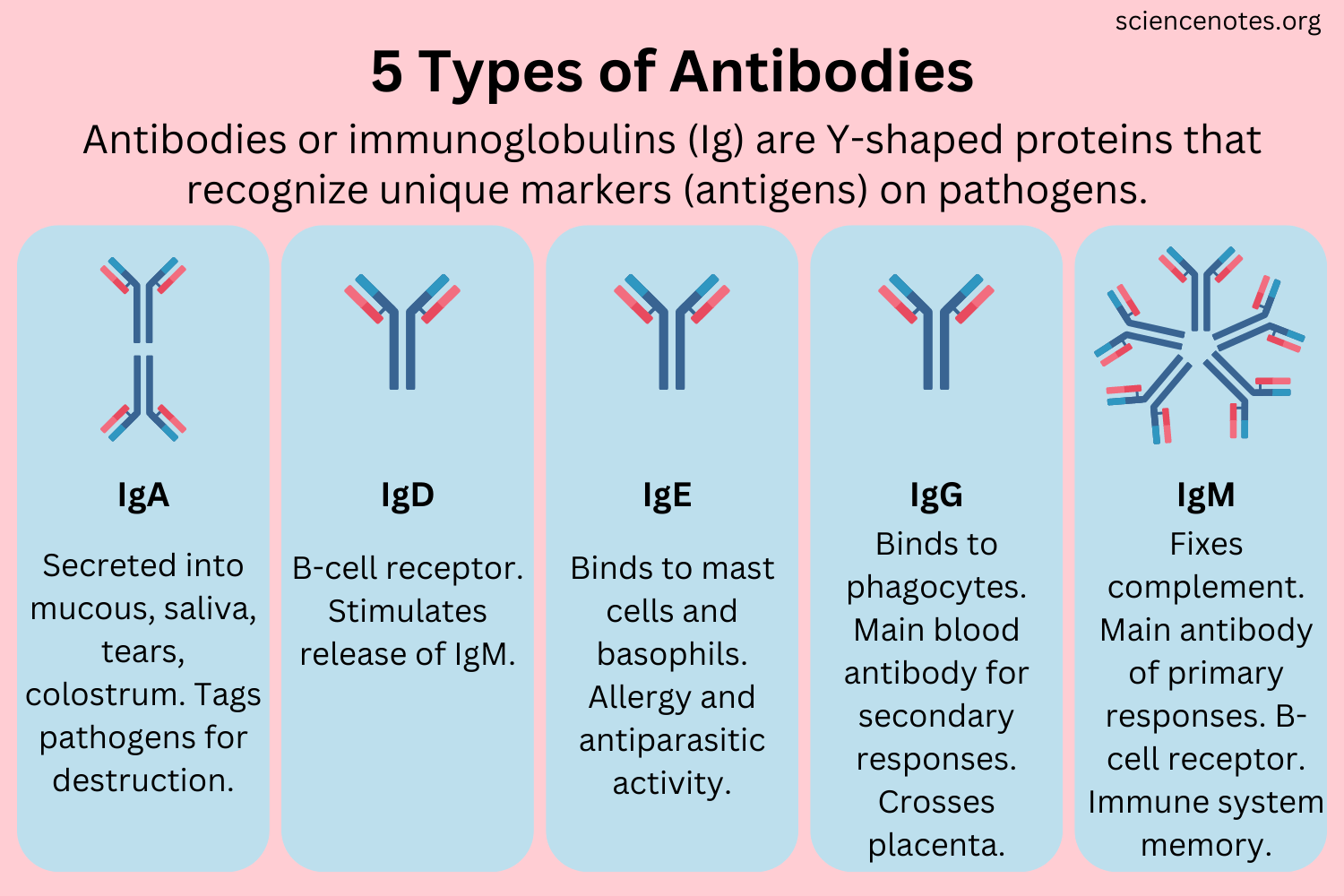 <p>Example of immunoglobin</p>
