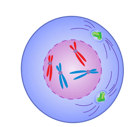 Prophase