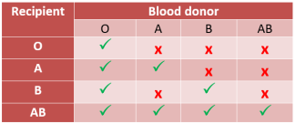 <ul><li><p>O</p><ul><li><p>receive blood from O</p></li></ul></li><li><p>A</p><ul><li><p>receive blood from O and A</p></li></ul></li><li><p>B</p><ul><li><p>receive blood from O and B</p></li></ul></li><li><p>AB</p><ul><li><p>receive blood from all</p></li></ul></li></ul>