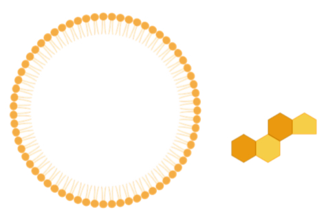 <p>Name this macromolecule</p>