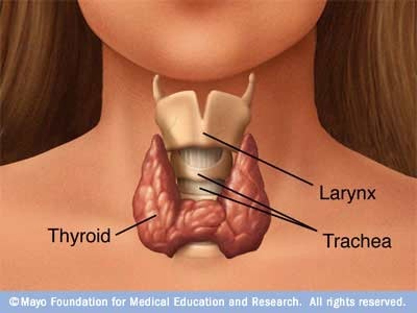 <p>butterfly shaped gland located anterior to trachea and inferior to larynx; have right and left lateral lobes connected by isthmus</p>