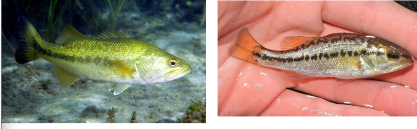 <p>florida largemouth bass</p><p>long body, large mouth going past eyes</p>