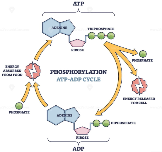 <p>ATP</p>