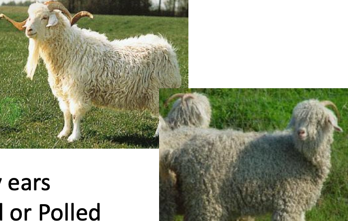 <p>Angora</p><p></p><p><strong>Origin</strong>: Turkey</p><p><strong>Color</strong>: White</p><p><strong>Ears</strong>: Droopy ears</p><p><strong>Horns</strong>: Horned or Polled</p><p><strong>Traits</strong>: Mohair-production</p><p>long locks of Moahir cover the body</p><ul><li><p>Fleece grows 6-12 inches per year</p></li><li><p>shorn twice a year</p></li></ul><p>Meat-production</p><p>control brush</p>