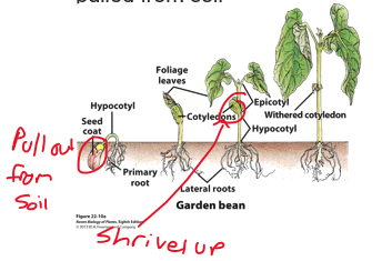 <ul><li><p>cotyledons carried Above Ground to provide nutrients&nbsp;</p></li><li><p>[<span style="color: rgb(255, 44, 44);"><strong>Hypocotyl</strong></span>] elongates, forms a hook</p></li><li><p>shoot tip protected by being pulled from soil</p></li></ul><p></p>