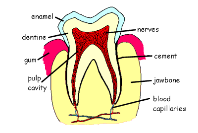 <p>A tooth has three main layers: the enamel (hard outer layer), dentin (beneath enamel, softer and supports the tooth), and pulp (inner part, containing nerves and blood vessels). The root anchors the tooth in the jaw.</p>