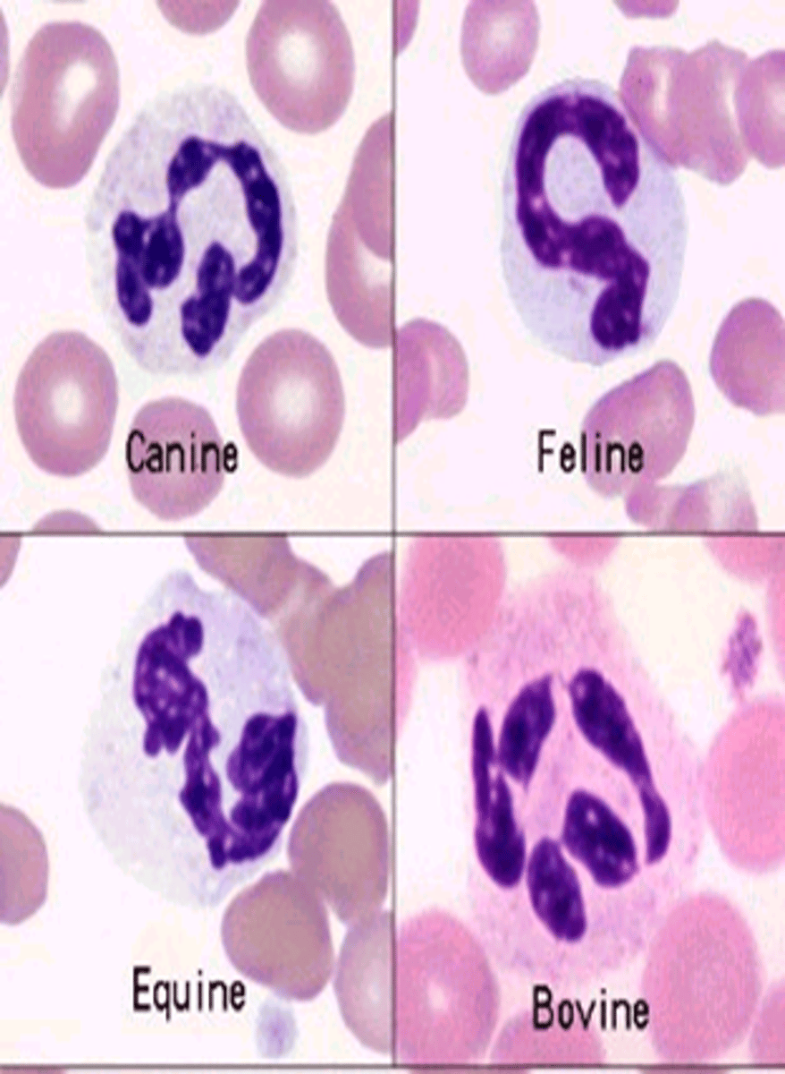 <p>Identify these leukocytes.</p>