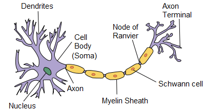 <p>Dendrites </p>