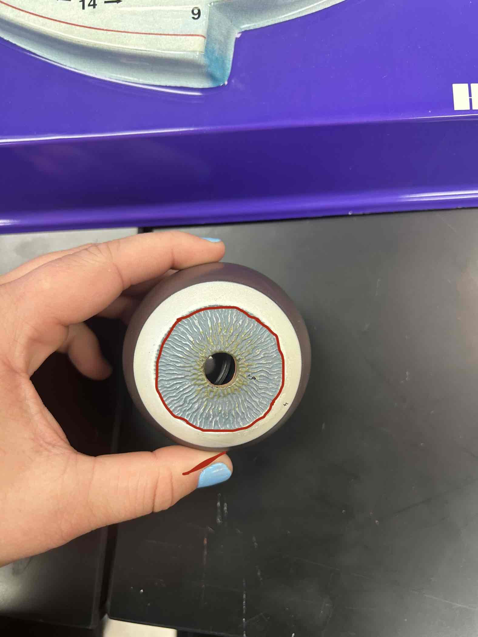 <p>Colored part of the eye</p>