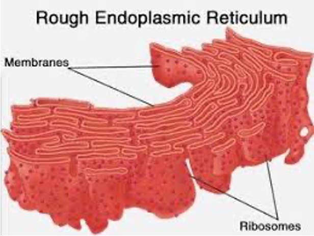 <p>Has ribosomes attached, which makes proteins</p><p>Once proteins are made, they pass through the ER containing enzymes</p><p>Enzymes add sugar molecules to the proteins</p><p>Move into Golgi apparatus to be exported from the cell.</p>