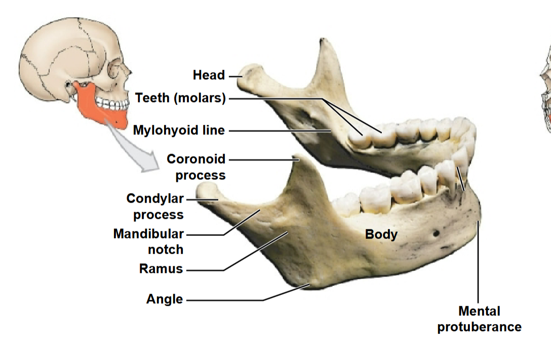 <p>What part of the mandible is this?</p>