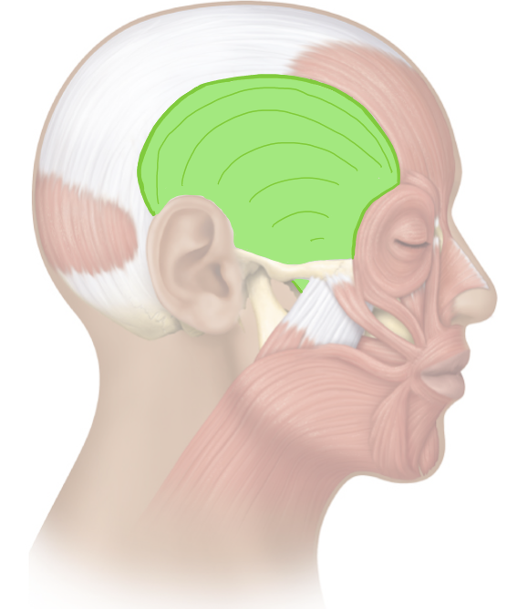<p>Action and innervation of the mastication muscle: Temporalis</p>