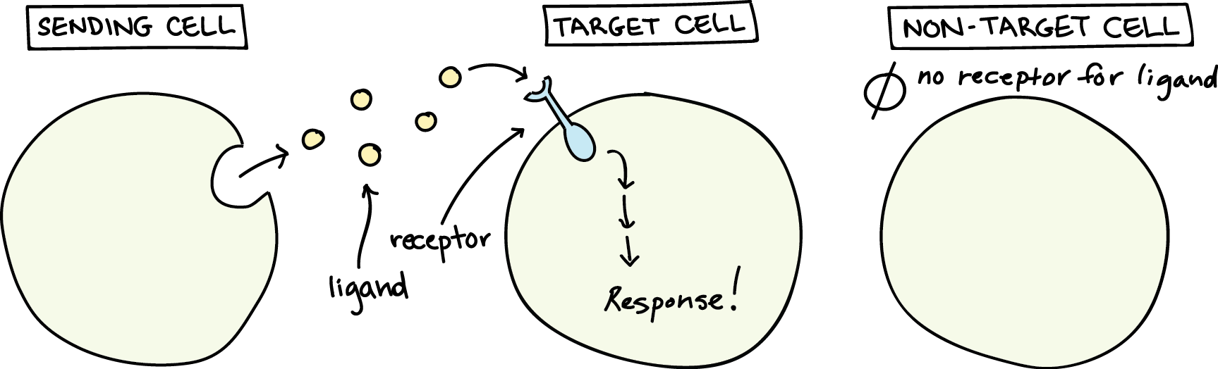 <p>Cells communicate using…</p>
