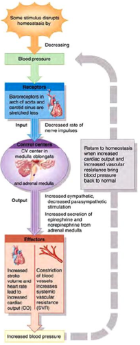<ol><li><p>Stimulus (eg. haemorrhage (extreme example), sudden standing up) changes (typically decreases) blood pressure, thus disrupting homeostasis. </p></li><li><p>The decrease in blood pressure causes the vessels to stretch less, decreasing the rate of nerve impulses. </p></li><li><p>Baroreceptors in the carotid sinus and aortic arch register this reduction in nerve impulses. </p></li><li><p>The baroreceptors therefore input into the CV centre and adrenal medulla.</p></li><li><p>These output onto the effectors (heart and blood vessels). </p><ul><li><p>CV centre causes increased sympathetic, decreased parasympathetic stimulation. </p></li><li><p>Adrenal medulla causes increased (nor)epinephrine secretion. </p></li></ul></li><li><p>Effectors give a response. </p><ul><li><p>Heart increases HR and SV → increases CO. </p></li><li><p>Blood vessels constrict → increases systemic vascular resistance (SVR). </p></li></ul></li><li><p>Blood pressure increases. </p></li><li><p>This feeds back into the negative feedback loop, stopping the effectors from continuing (preventing overcompensation). </p></li></ol>
