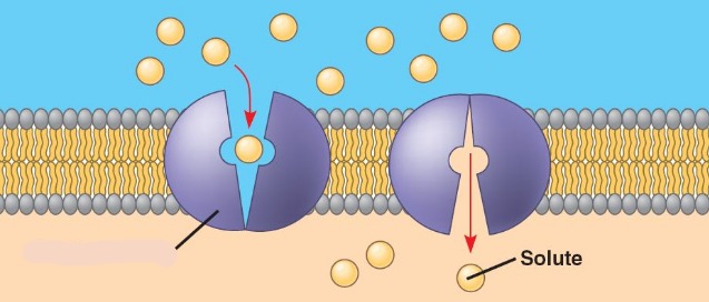 <p>undergo conformational changes for substances to pass</p>