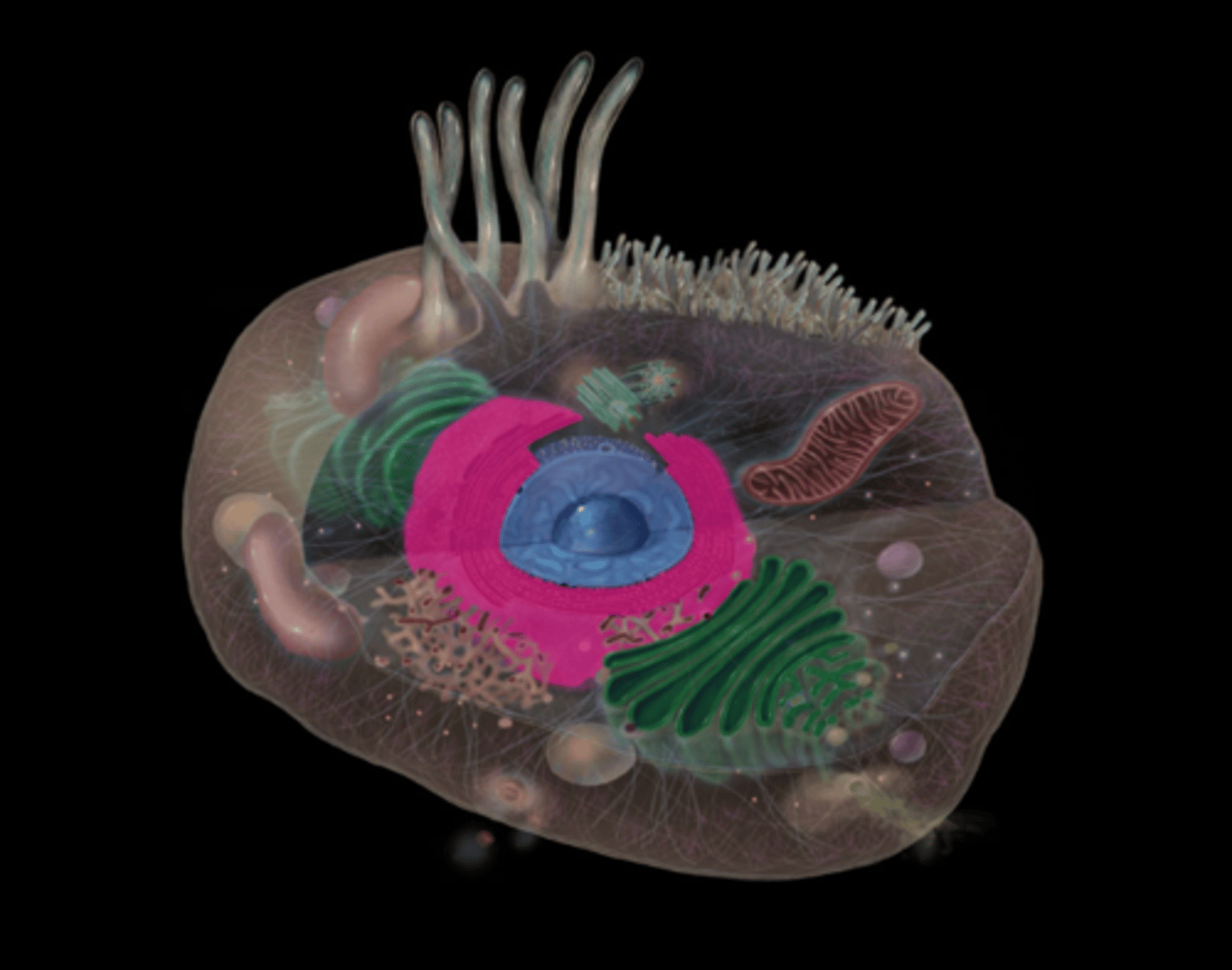 <p>highlighted in pink</p>