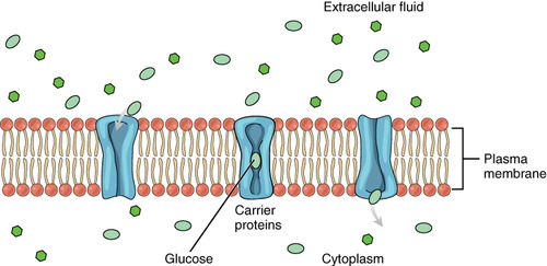 Movement of molecules from higher to lower concentration through a transport protein without the input of energy.