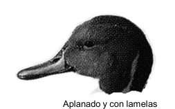 <p>pico aplanado y con lamelas</p>