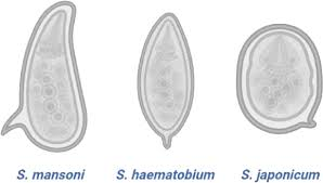 <p>spines<br><br>S. mansoni = lateral<br>S. haematobium = terminal<br>S. japonicum = small, rudimentary lateral</p>