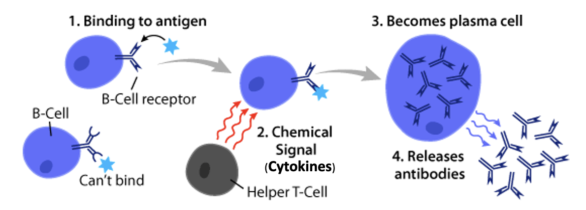 <p>B cells:</p>