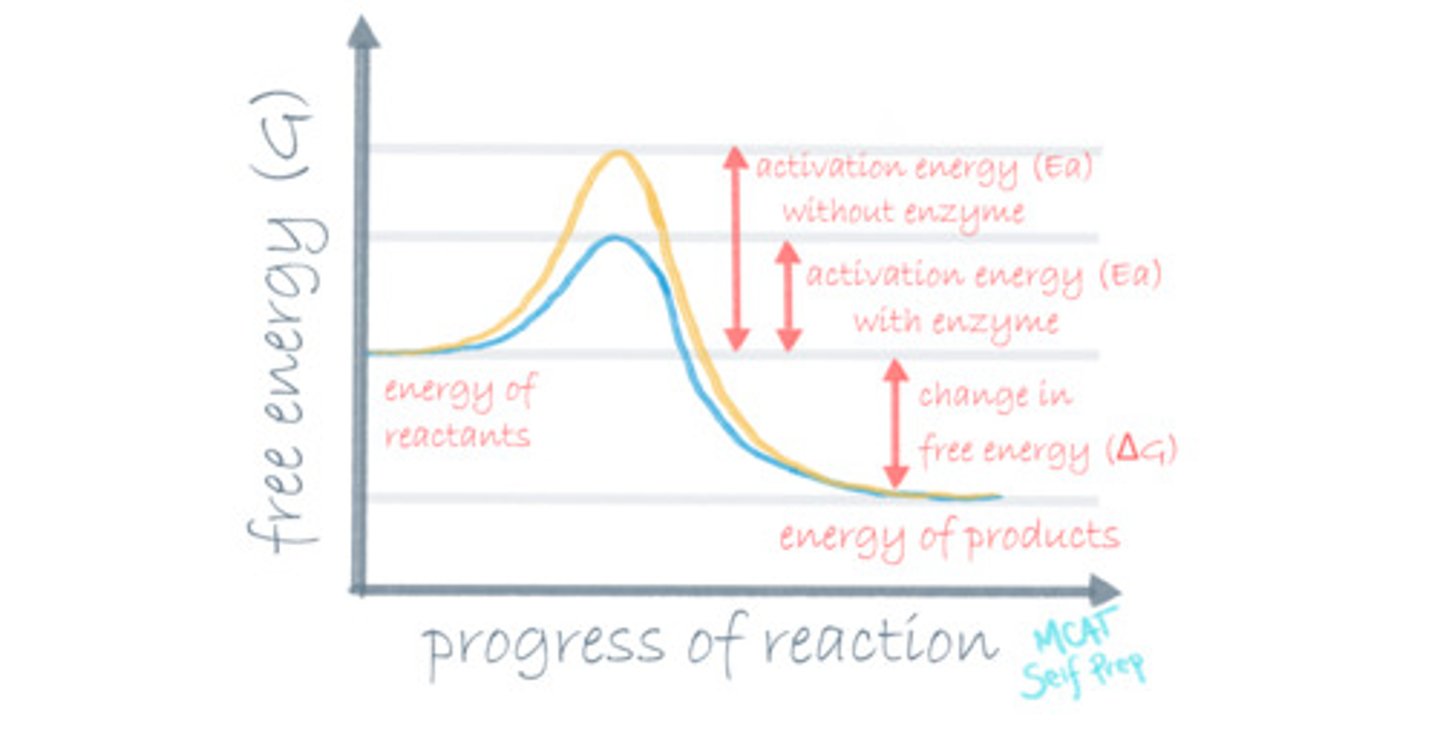 <p>(A) III only</p><p>Catalysts and Enzymes only change the Rate of the Reactions! They do NOT affect the equilibrium position or the Gibbs Free Energy.</p>