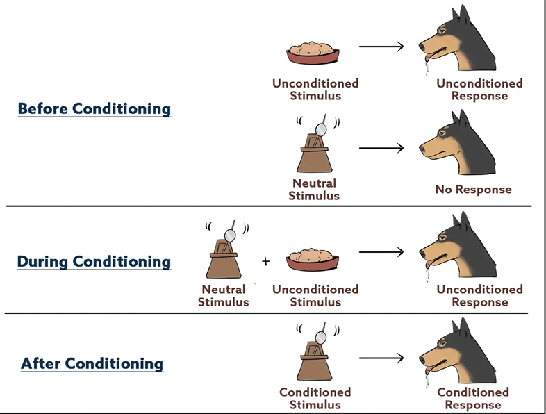 <p>associate an involuntary response and a stimulus<br></p>
