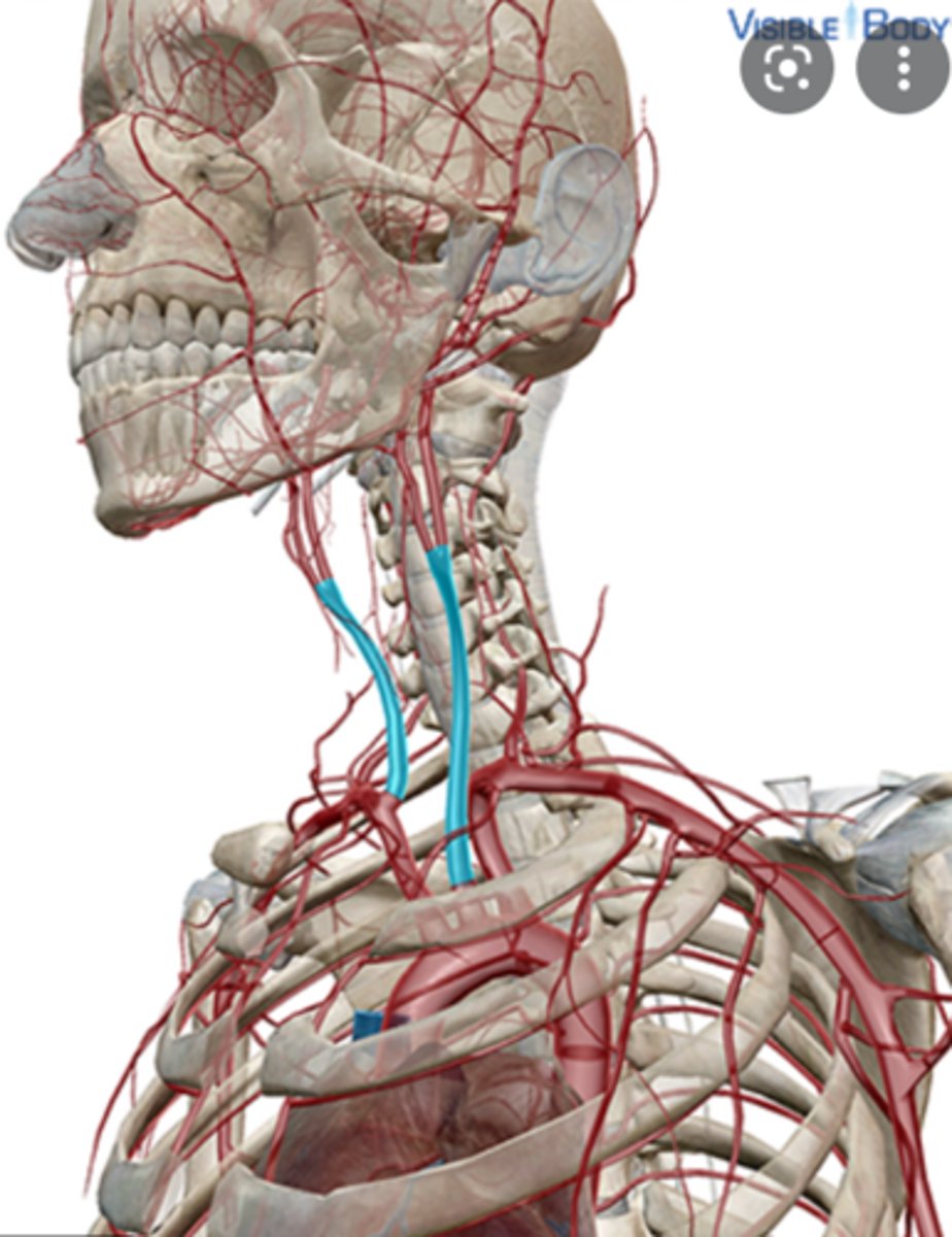<p>Name this structure.</p>