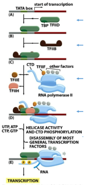 <p>TBP of TFIID binds to TATA box. TFIIB is then recruited to TBP-TATA-complex. This promotes recruitment of RNA pol II with TFIIF to the promoter. Finally TFIIE  and TFIIH join the complex (pre-initiation complex is complete). TFIIH helicase activity unwinds dsDNA, it also phosphorylates C-terminal domain (CTD) of Rpb1 which stimulates release of mediator. Most general TFs are released and transcription starts</p>