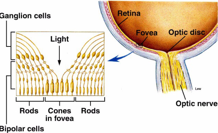 <p>Fovea centralis</p>