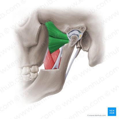 <p><strong>proximal attachment</strong> of <strong>lateral pterygoid</strong></p>