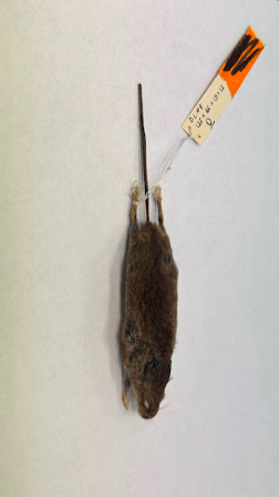 <p>Common Name?</p><p>Family?</p><p>scientific name?</p>