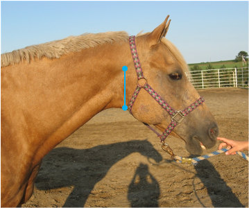 <p>Point at which windpipe meets head </p>